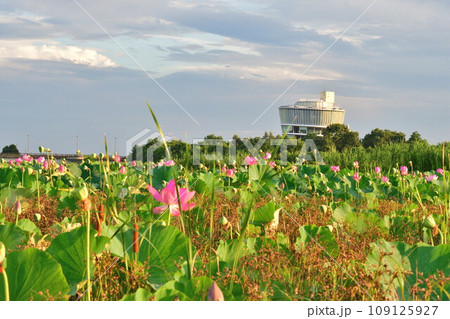 朝の福島潟（新潟県） 109125927
