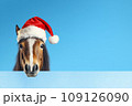 A funny horse in a red Santa Claus hat on a blue background. Banner with horse and free space. Christmas or new year concept 109126090