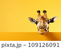 Portrait of a beautiful cheerful giraffe isolated on a yellow background. Banner with a funny giraffe. 109126091