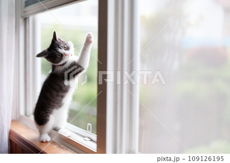 網戸で遊ぶ猫 109126195