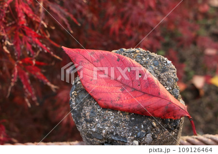 枯れ落ちたサクラの紅葉 withered leaves of sakura Momiji 109126464