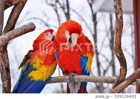 冬の北海道釧路市動物園のアカコンゴウインコ 冬の北海道釧路市動物園のアカコンゴウインコ 109126481