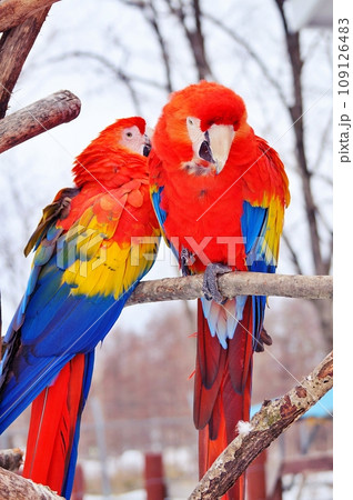 冬の北海道釧路市動物園のアカコンゴウインコ 冬の北海道釧路市動物園のアカコンゴウインコ 109126483