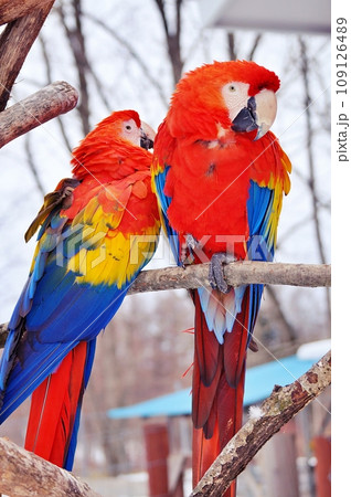 冬の北海道釧路市動物園のアカコンゴウインコ 109126489