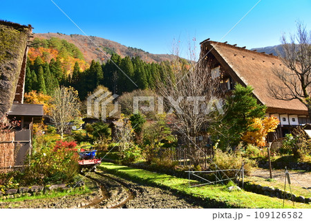 白川郷　世界遺産　合掌造り紅葉風景 109126582