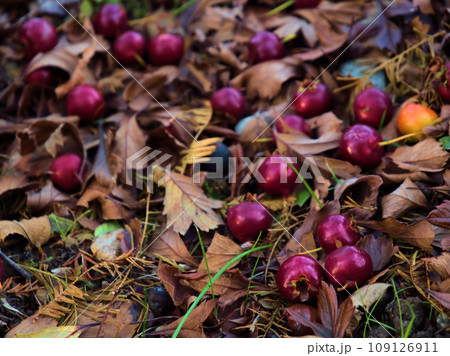 11月に落ちていた赤いオオサンザシの実 11月に落ちていた赤いオオサンザシの実 109126911