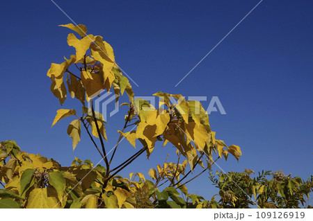 晩秋の青い空と黄色く黄葉したクサギの葉っぱ 109126919