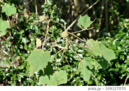 スイフヨウの若い実 109127070