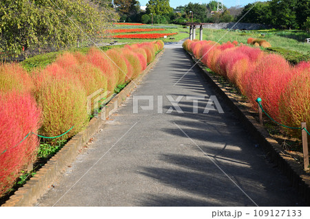 初秋の風景　コキア　大宮花の丘農林公苑　 109127133