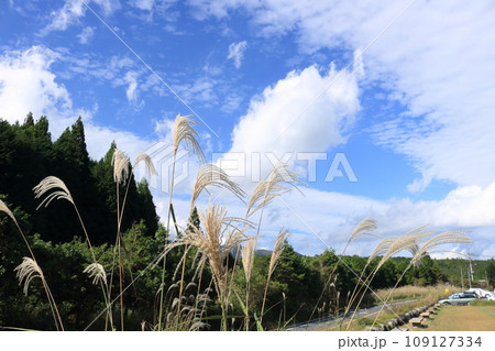 青空とすすき 109127334