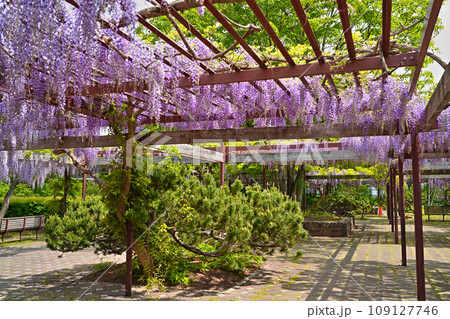 紫色のシャワー あでやかな藤の花 百合が原公園 109127746