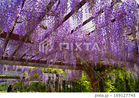 紫色のシャワー あでやかな藤の花 百合が原公園 紫色のシャワー あでやかな藤の花 百合が原公園 109127748