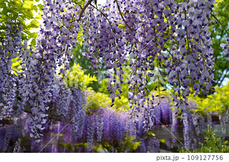 紫色のシャワー あでやかな藤の花 百合が原公園 紫色のシャワー あでやかな藤の花 百合が原公園 109127756
