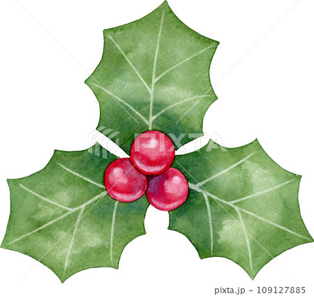 【クリスマス】葉っぱが3枚の西洋柊(ヒイラギ)の水彩イラスト 【クリスマス】葉っぱが3枚の西洋柊(ヒイラギ)の水彩イラスト 109127885