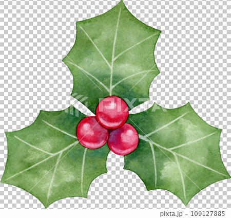 【クリスマス】葉っぱが3枚の西洋柊(ヒイラギ)の水彩イラスト 【クリスマス】葉っぱが3枚の西洋柊(ヒイラギ)の水彩イラスト 109127885