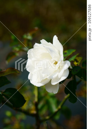 5614 バラ ホワイト メディランド 5614 バラ ホワイト メディランド 109127886