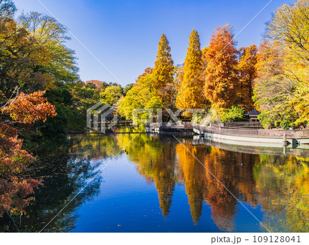 吉祥寺　井の頭公園　秋景 109128041