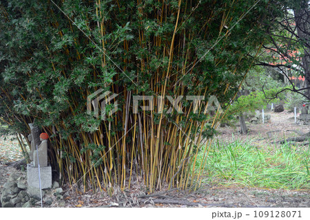 伊丹昆陽寺境内寺庭-2 伊丹昆陽寺境内寺庭-2 109128071