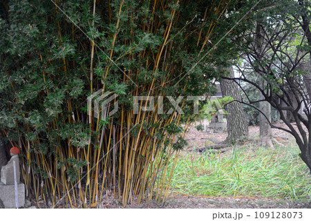 伊丹昆陽寺境内寺庭-1 伊丹昆陽寺境内寺庭-1 109128073