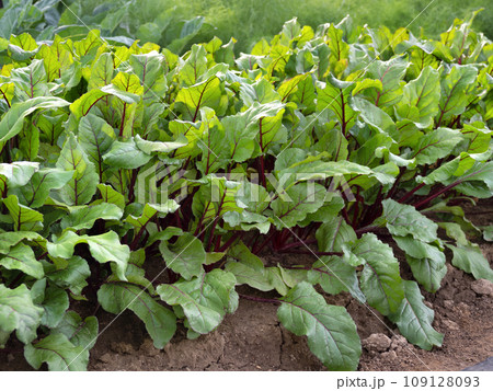 ビーツの栽培 109128093