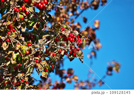 真赤なサンシュユの実（秋、十一月） 109128145