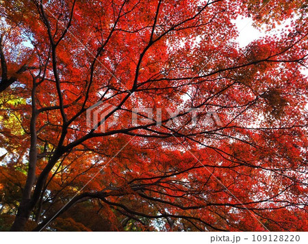 根来寺の紅葉 根来寺の紅葉 109128220