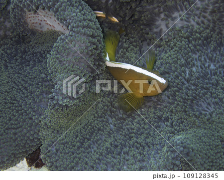 セジロクマノミ 109128345