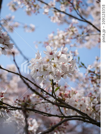 桜咲く 109128358