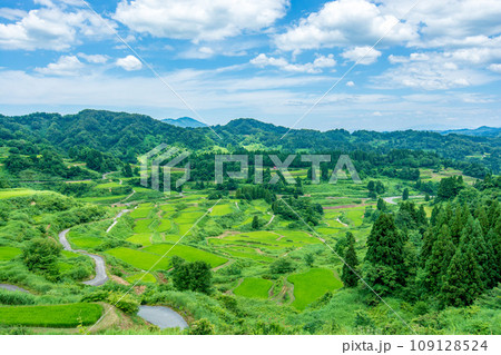 星峠の棚田　～夏～　新潟県十日町市　 109128524