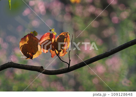 庭のハナミズキの紅葉と萩の花のピンクのボケ 庭のハナミズキの紅葉と萩の花のピンクのボケ 109128648