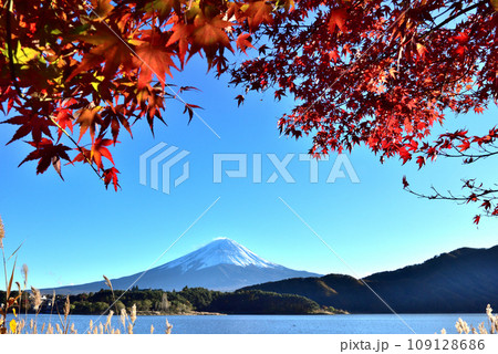 絶景紅葉と富士(快晴の河口湖畔から臨む) 絶景紅葉と富士(快晴の河口湖畔から臨む) 109128686