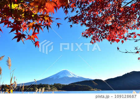 絶景紅葉と富士（快晴の河口湖畔から臨む） 109128687