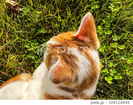 秋の陽ざしと猫 109128840