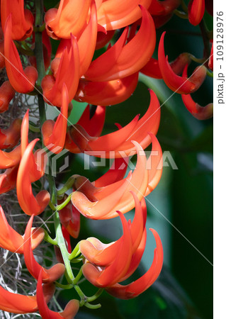 Guinea creeper or Red Jade Vine flower are planted on pergola. 109128976