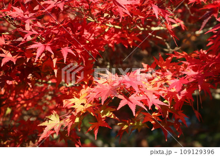 見ごろを迎えた紅葉 Momiji on crimson foliage season 109129396