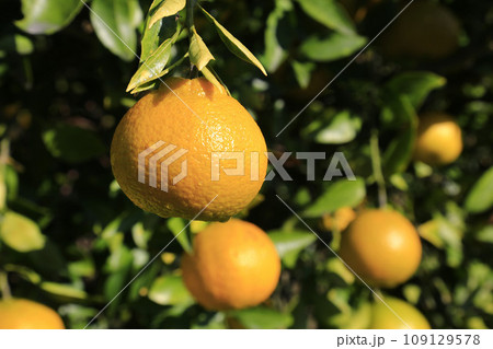 収穫前の熟れた不知火の実 109129578