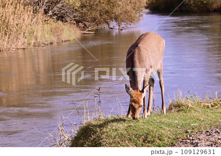 釧路湿原のエゾシカ 109129631