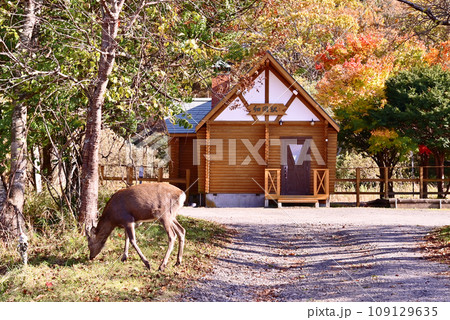 釧路湿原のエゾシカ 109129635