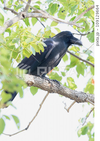 カラスの孤高なる視線 カラスの孤高なる視線 109129664