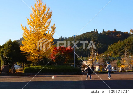 ゆずの里毛呂山町総合公園の広場を愛犬と散歩する幸せな夫婦の風景 ゆずの里毛呂山町総合公園の広場を愛犬と散歩する幸せな夫婦の風景 109129734