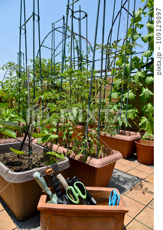 晴れた休日　プランターで野菜栽培　家庭菜園　趣味で自給自足を目指す 109129897