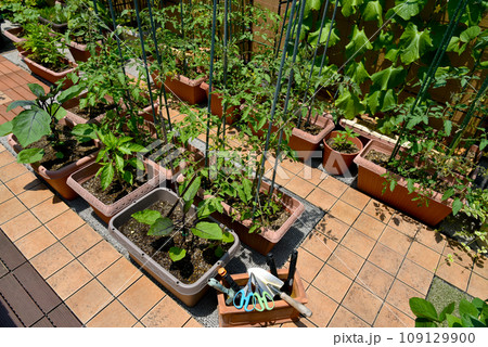 広々バルコニーで趣味の家庭菜園 プランターで野菜づくり 広々バルコニーで趣味の家庭菜園 プランターで野菜づくり 109129900