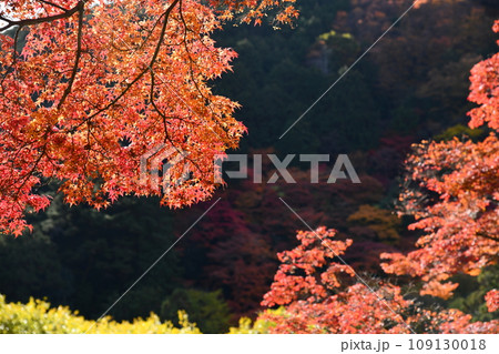 紅葉の京都西山、善峯寺 109130018