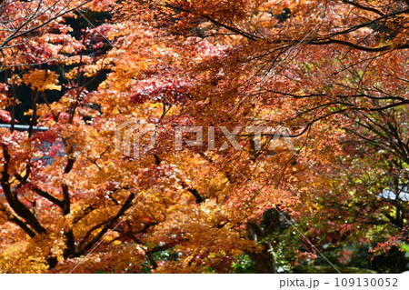 紅葉の京都西山、善峯寺 紅葉の京都西山、善峯寺 109130052
