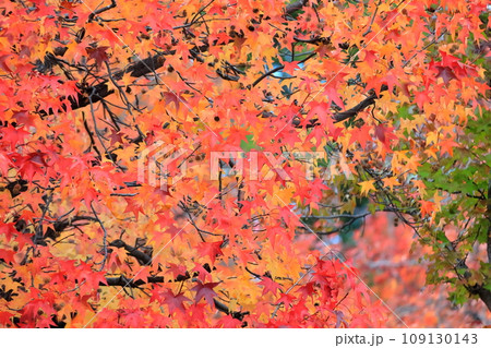 紅葉した樹木(葛飾区水元公園) 紅葉した樹木(葛飾区水元公園) 109130143