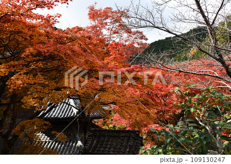 紅葉の京都西山、善峯寺 紅葉の京都西山、善峯寺 109130247