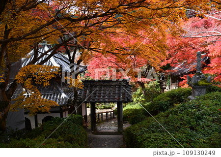 紅葉の京都西山、善峯寺 109130249