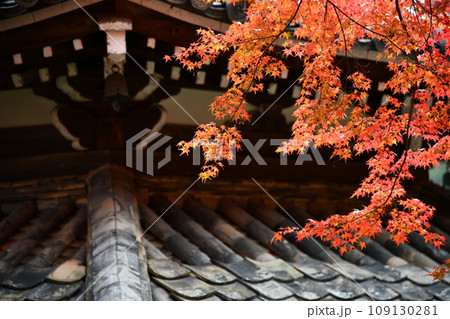 紅葉の京都西山、善峯寺 紅葉の京都西山、善峯寺 109130281