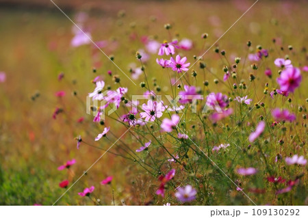 田んぼに咲くコスモス 109130292
