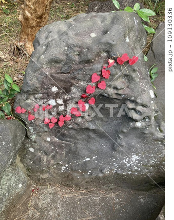 2023年茅ヶ崎市美術館の秋の庭園 109130336